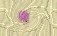 Patt058.bmp