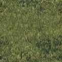 Natu028.bmp