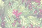 Natu017.bmp