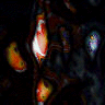 Dark059.GIF