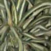 Natu012.GIF