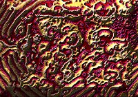 Templ148.GIF