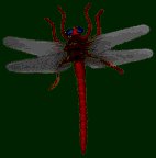 Anima110.GIF