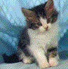 Anima104.GIF