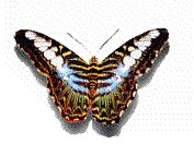 Anima103.GIF