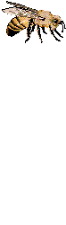 Anima036.GIF