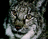 Stati103.GIF