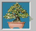 Stati014.GIF