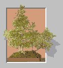 Stati012.GIF