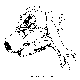 DOLPHOID.BMP