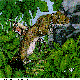 WEASEL.BMP