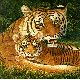 TIGERMOM.BMP