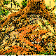 TIGER4.BMP
