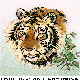 TIGER2.BMP