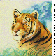 TIGER.BMP