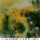 SEAHORSE.BMP