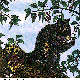 RACCOON.BMP
