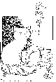 ORNAMENT.BMP