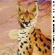 OCELOT.BMP