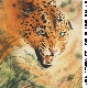 LEOPARD.BMP