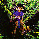 INFOREST.BMP