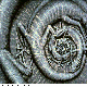 GECKOS.BMP