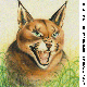 COUGAR.BMP