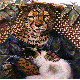 CHEETAH.BMP