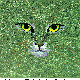 CATEYES.BMP