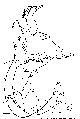 BIRD.BMP