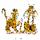 BATTIGER.BMP