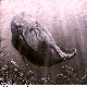 WHALE.BMP