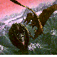 RESCUE.BMP