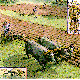 OXEN.BMP