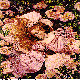 ROSEBED.BMP