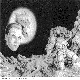 SPACEBUG.BMP