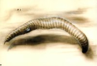 hr_giger_pII_the_worm_p1.jpg