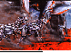 DSL-008C.BMP