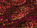 DHL003C.BMP